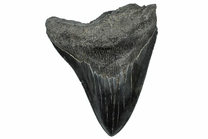 Serrated, Fossil Megalodon Tooth - South Carolina #306297